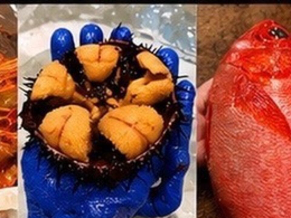 魚くん厳選鮮魚セット 梅
